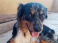 Duke