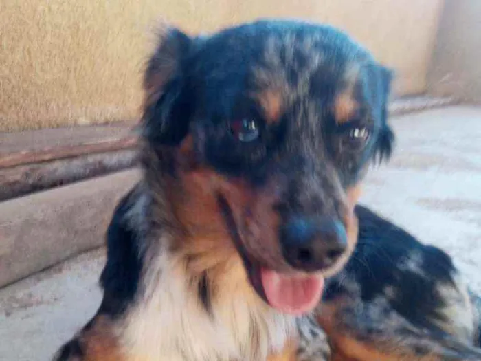 Cachorro raça SRD idade 1 ano nome Duke