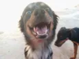 Duke