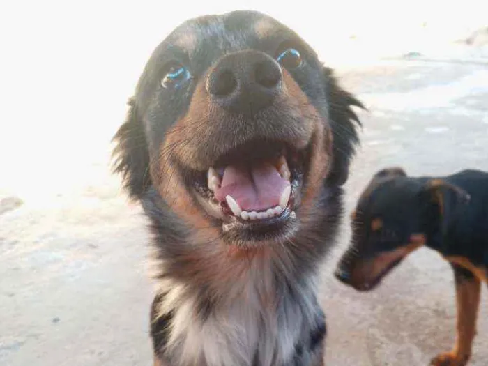 Cachorro raça SRD idade 1 ano nome Duke