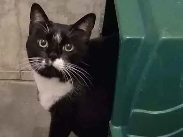Gato ra a SRD-ViraLata idade 3 anos nome à escolher