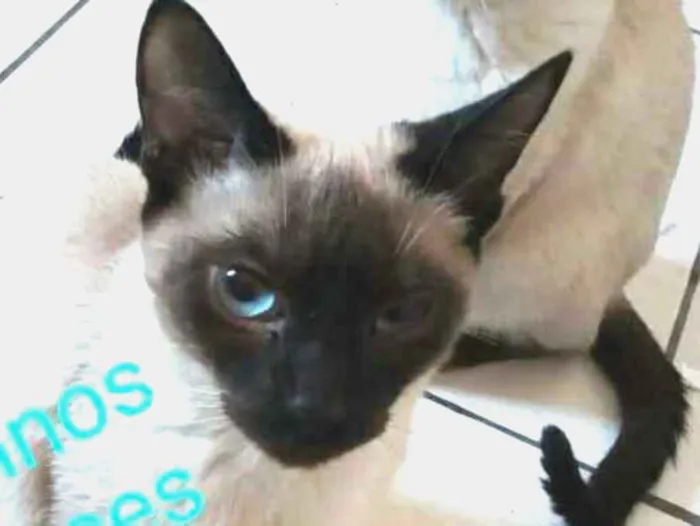 Gato ra a  idade 2 a 6 meses nome Filhotes Cassia 
