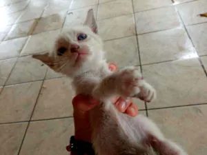 Gato raça sem raça  idade Abaixo de 2 meses nome sem nome 