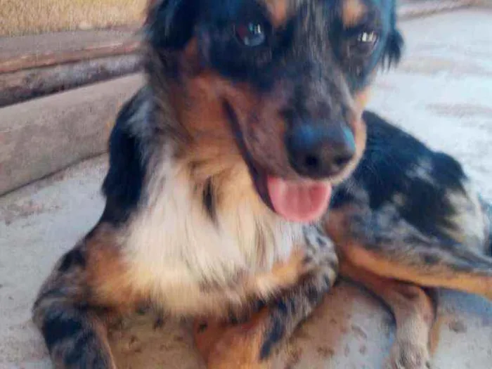 Cachorro raça SRD idade 1 ano nome Duke