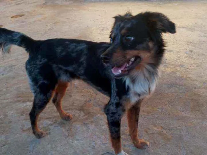 Cachorro raça SRD idade 1 ano nome Duke