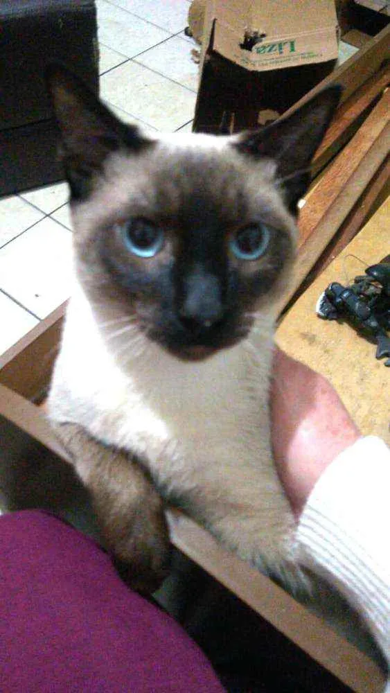 Gato ra a  idade 2 a 6 meses nome Filhotes Cassia 