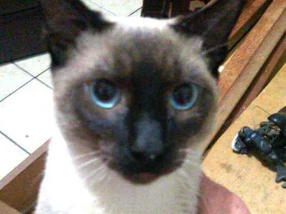 Gato ra a  idade 2 a 6 meses nome Filhotes Cassia 