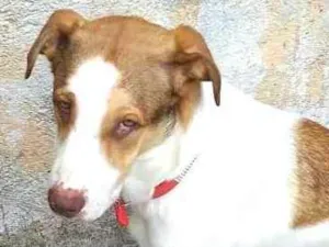 Cachorro raça  idade 1 ano nome Bethoven 