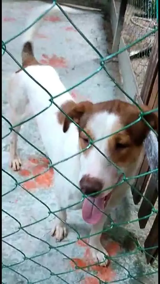 Cachorro ra a  idade 1 ano nome Bethoven