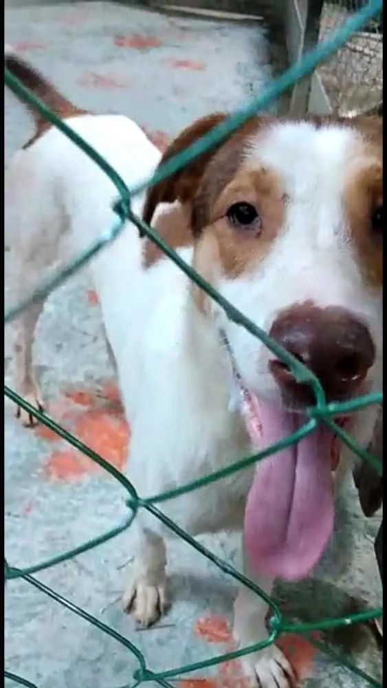 Cachorro ra a  idade 1 ano nome Bethoven