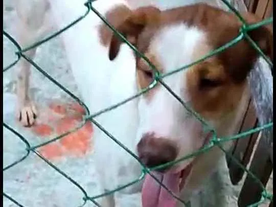 Cachorro ra a  idade 1 ano nome Bethoven