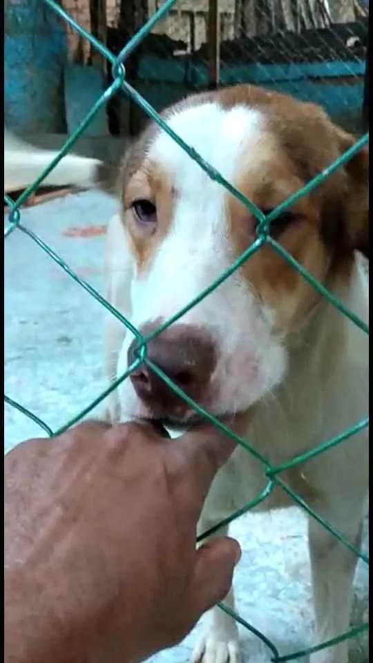 Cachorro ra a  idade 1 ano nome Bethoven