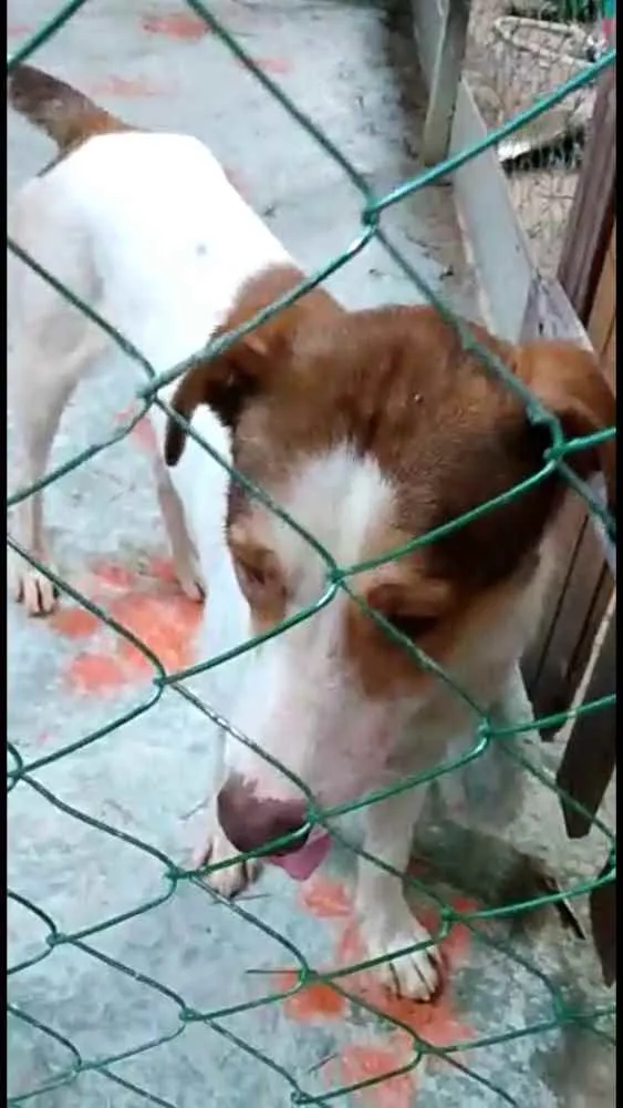Cachorro ra a  idade 1 ano nome Bethoven