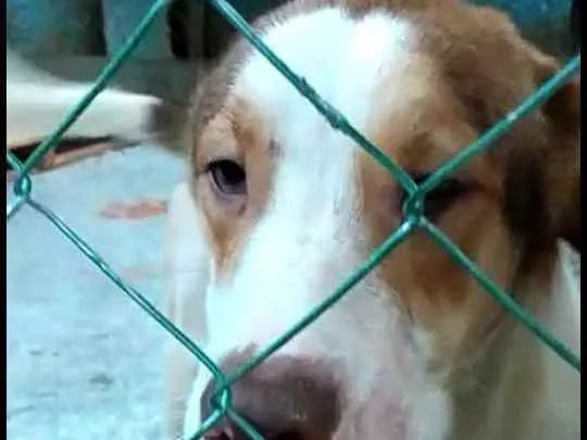 Cachorro ra a  idade 1 ano nome Bethoven