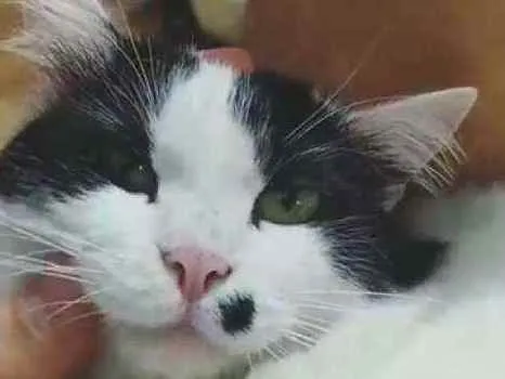 Gato ra a Indefinido idade 2 anos nome Laka