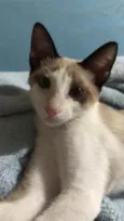 Néco