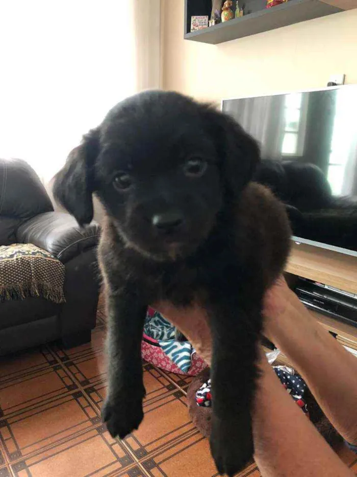 Cachorro ra a Srd idade Abaixo de 2 meses nome Yuri
