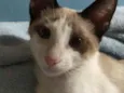 Néco