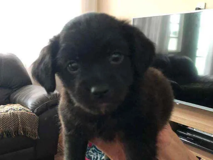 Cachorro ra a Srd idade Abaixo de 2 meses nome Yuri