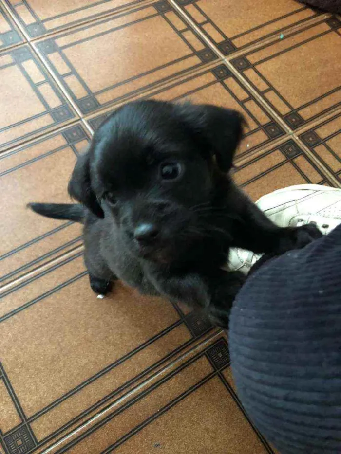 Cachorro ra a Srd idade Abaixo de 2 meses nome Yuri