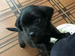 Cachorro raça Srd idade Abaixo de 2 meses nome Yuri