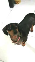 Suzi