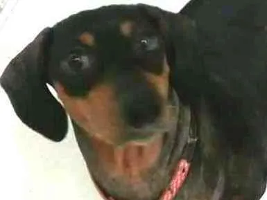 Cachorro ra a Dachshund  idade 6 ou mais anos nome Suzi 