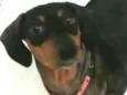 Suzi