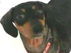 Cachorro raça Dachshund  idade 6 ou mais anos nome Suzi 
