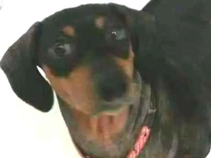 Cachorro ra a Dachshund  idade 6 ou mais anos nome Suzi 