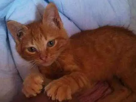 Gato ra a Sem raça  idade 2 a 6 meses nome Romeu 