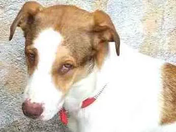 Cachorro ra a  idade 1 ano nome Bethoven