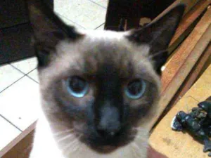 Gato raça  idade 2 a 6 meses nome Filhotes Cassia 