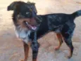 Duke