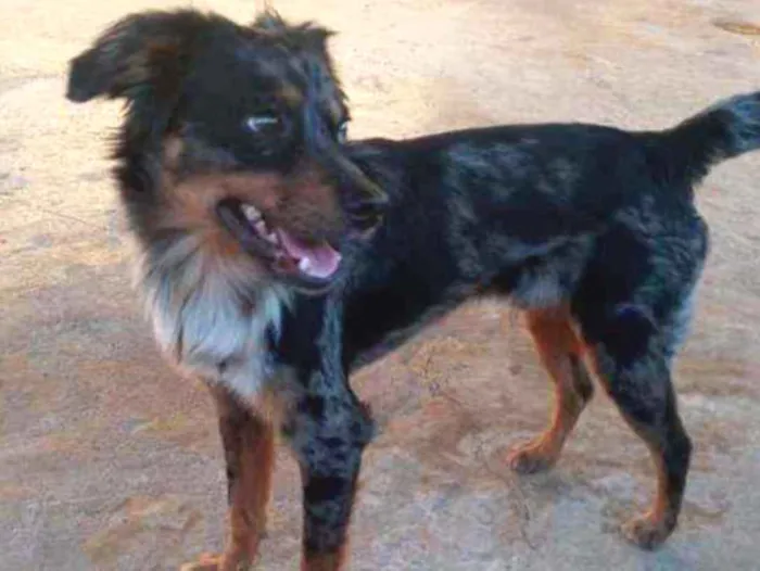 Cachorro raça SRD idade 1 ano nome Duke