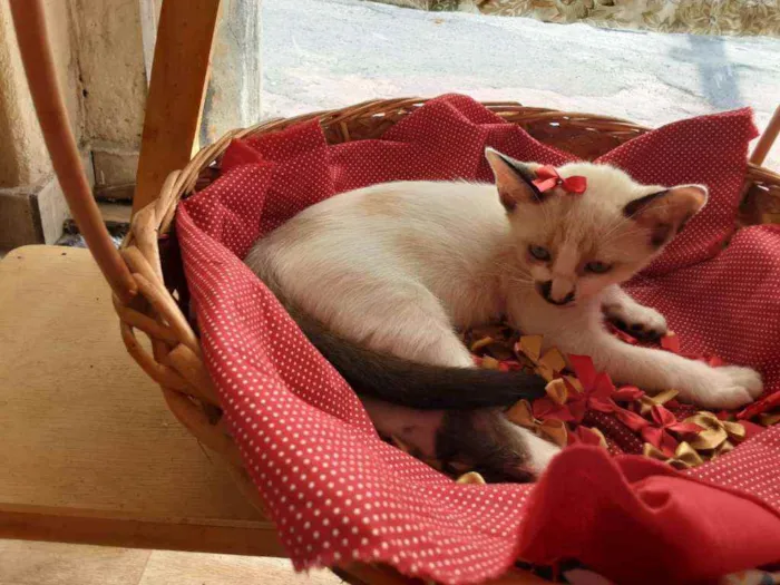 Gato ra a Comum idade 2 a 6 meses nome Mile