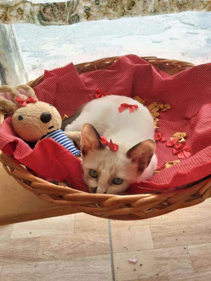 Gato ra a Comum idade 2 a 6 meses nome Mile
