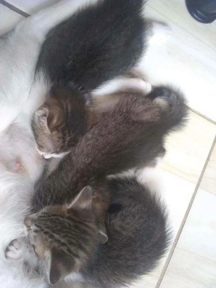 Gato raça Sem raça idade 2 a 6 meses nome Simba