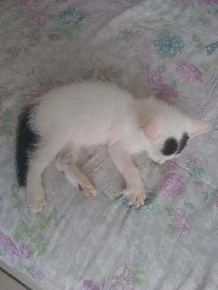 Gato raça Sem raça idade 2 a 6 meses nome Simba