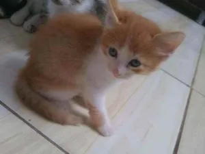 Gato raça Sem raça idade 2 a 6 meses nome Simba
