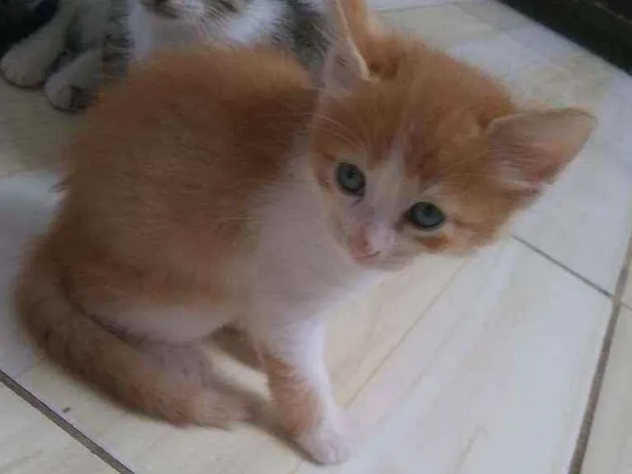 Gato raça Sem raça idade 2 a 6 meses nome Simba