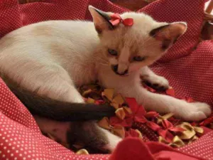 Gato raça Comum idade 2 a 6 meses nome Mile