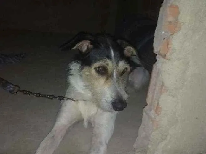 Cachorro ra a Vira lata idade 3 anos nome Logan