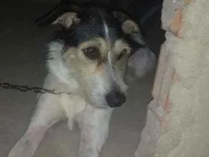 Cachorro raça Vira lata idade 3 anos nome Logan