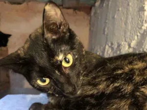 Gato raça Srd idade 7 a 11 meses nome Zelia