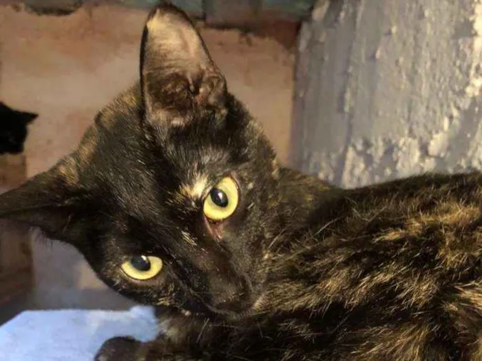 Gato ra a Srd idade 7 a 11 meses nome Zelia