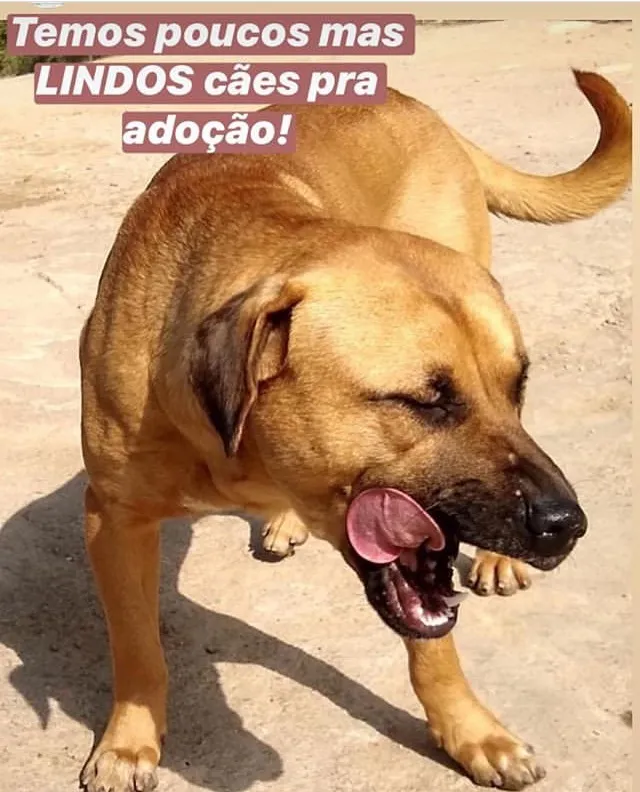 Cachorro ra a SRD-ViraLata idade 7 a 11 meses nome Russo
