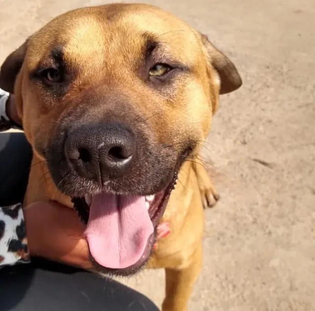 Cachorro ra a SRD-ViraLata idade 7 a 11 meses nome Russo