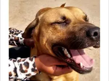Cachorro ra a SRD-ViraLata idade 7 a 11 meses nome Russo
