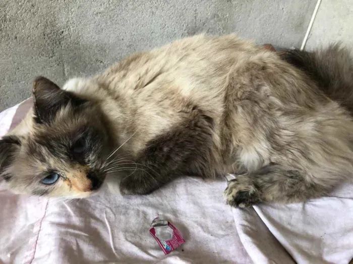 Gato ra a Srd idade 2 anos nome Bruna